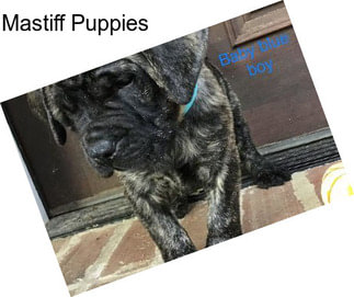 Mastiff Puppies