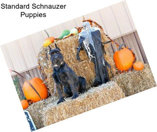 Standard Schnauzer Puppies