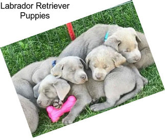 Labrador Retriever Puppies