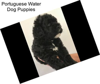 Portuguese Water Dog Puppies