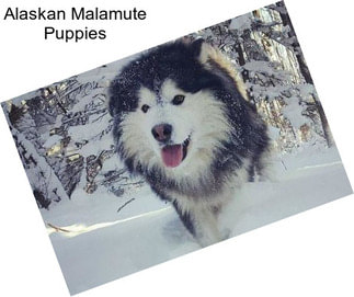 Alaskan Malamute Puppies