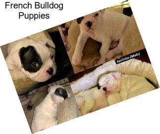 French Bulldog Puppies