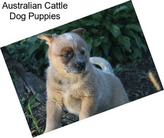 Australian Cattle Dog Puppies