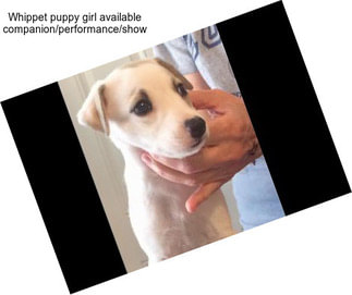 Whippet puppy girl available companion/performance/show