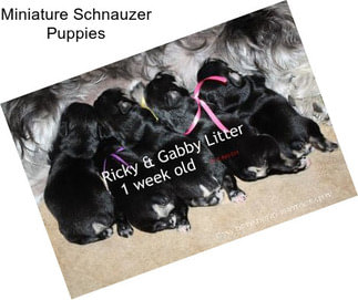 Miniature Schnauzer Puppies