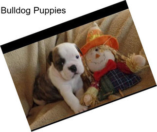 Bulldog Puppies