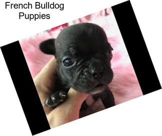 French Bulldog Puppies