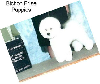 Bichon Frise Puppies