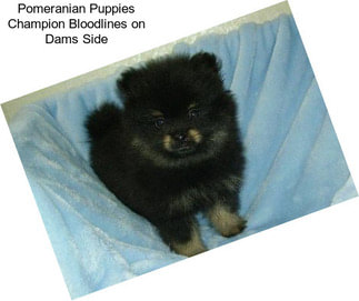 Pomeranian Puppies Champion Bloodlines on Dams Side