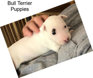 Bull Terrier Puppies