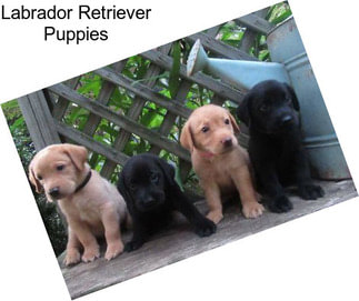 Labrador Retriever Puppies