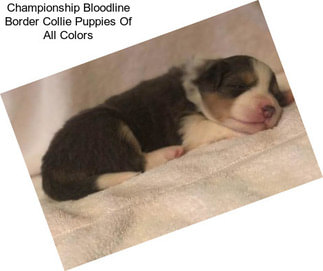 Championship Bloodline Border Collie Puppies Of All Colors