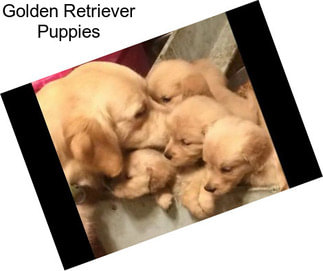 Golden Retriever Puppies