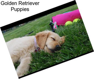 Golden Retriever Puppies