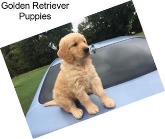 Golden Retriever Puppies