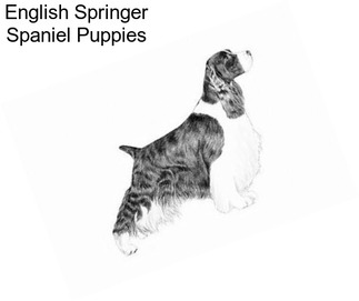 English Springer Spaniel Puppies