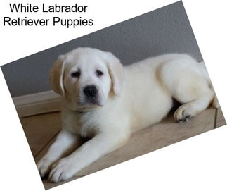 White Labrador Retriever Puppies