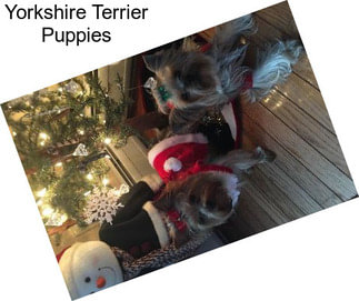 Yorkshire Terrier Puppies