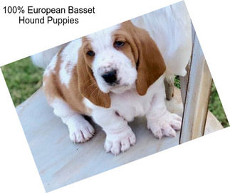 100% European Basset Hound Puppies