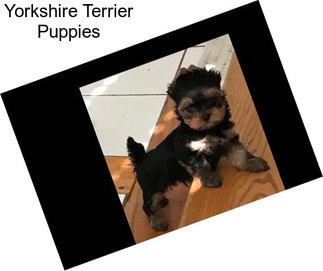 Yorkshire Terrier Puppies