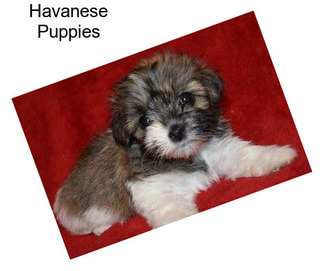 Havanese Puppies