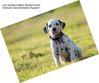 Liver Spotted & Black Spotted Grand Champion Sired Dalmatian Puppies!!
