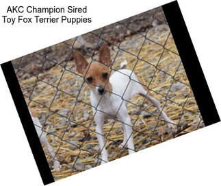 AKC Champion Sired Toy Fox Terrier Puppies