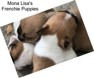 Mona Lisa\'s Frenchie Puppies