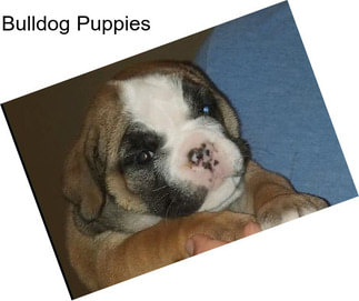 Bulldog Puppies