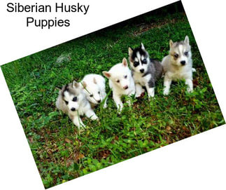 Siberian Husky Puppies