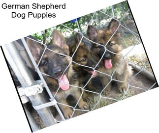 German Shepherd Dog Puppies