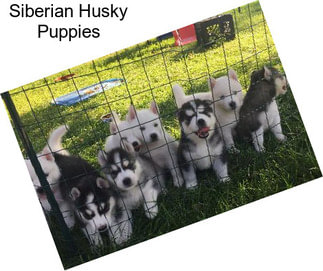 Siberian Husky Puppies