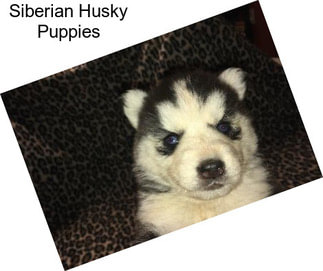 Siberian Husky Puppies