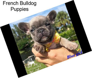 French Bulldog Puppies