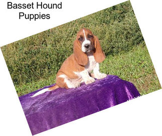 Basset Hound Puppies