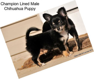 Champion Lined Male Chihuahua Puppy