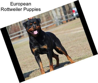 European Rottweiler Puppies