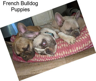 French Bulldog Puppies