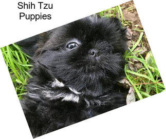 Shih Tzu Puppies