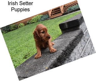 Irish Setter Puppies