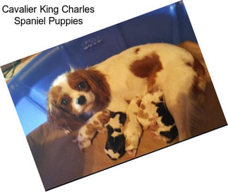 Cavalier King Charles Spaniel Puppies