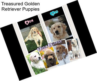 Treasured Golden Retriever Puppies