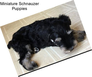 Miniature Schnauzer Puppies