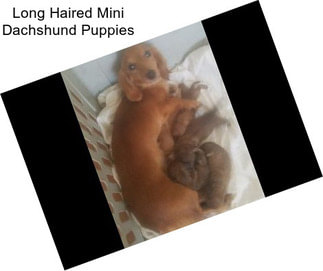 Long Haired Mini Dachshund Puppies