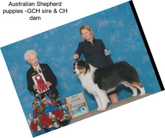 Australian Shepherd puppies -GCH sire & CH dam