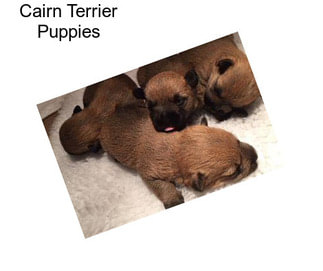 Cairn Terrier Puppies