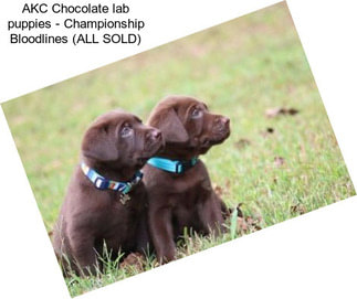 AKC Chocolate lab puppies - Championship Bloodlines (ALL SOLD)