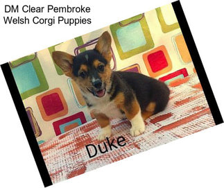 DM Clear Pembroke Welsh Corgi Puppies