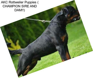 AKC Rottweiler Puppies ( CHAMPION SIRE AND DAM!!)