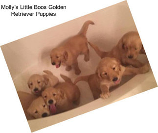 Molly\'s Little Boos Golden Retriever Puppies